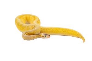 Python regius, super pastel pinstripe woma yellow belly